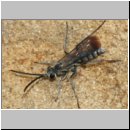 Pompilus cinereus - Wegwespe m11a 6mm Sandgrube Niedringhaussee.jpg